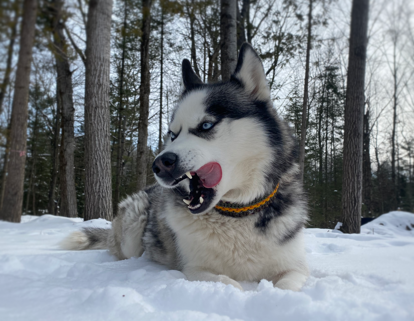 a husky wearing a fancy stitched modified sanctified dog collar made in brown, tan, burgundy, OD green, and airforce gold 550 paracord, 275 camo cord, and orange microcord