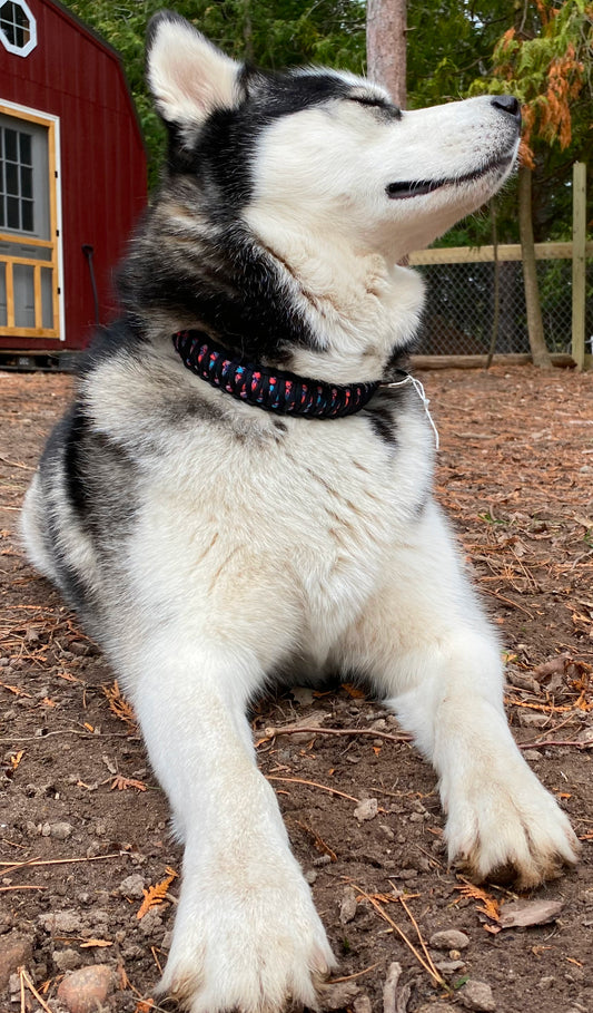 a husky wearing a dog collar made with black and cotton candy paracord.
