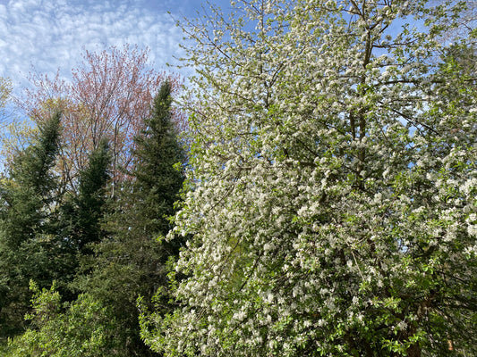apple tree in full blossom with pine trees and a blue sky in the background