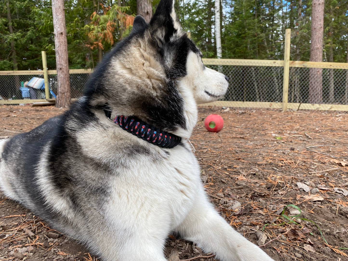 Custom Paracord Collar, Double Cobra Weave, Adjustable, Side Release Buckle