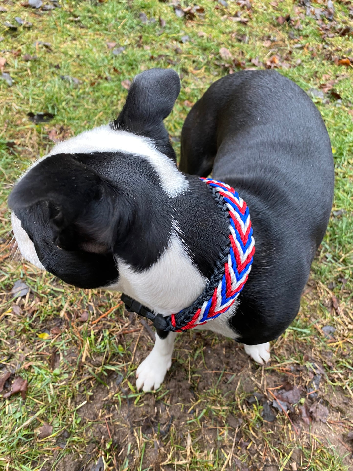 Custom Paracord Collar, Sanctified Cherokee Trail Weave, Adjustable, Side Release Buckle